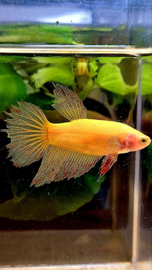 FEMALE HALFMOON SUPER VANDA YELLOW BETTA FISH