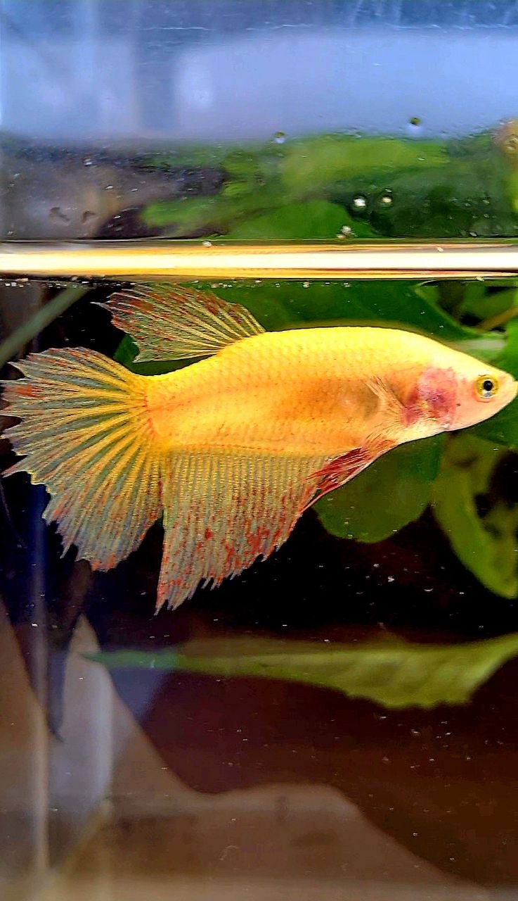 FEMALE HALFMOON SUPER VANDA YELLOW BETTA FISH