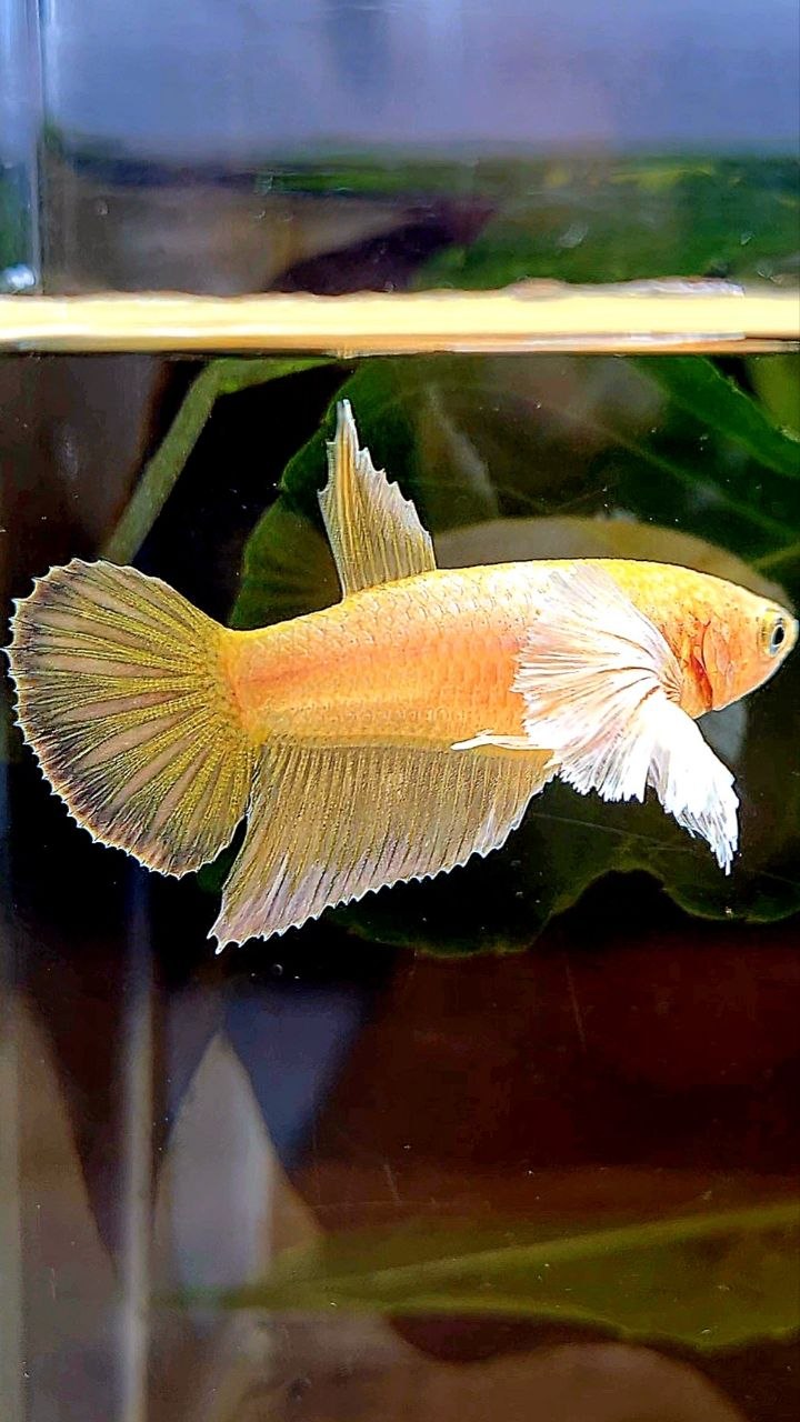 FEMALE HALFMOON SUPER DUMBO EAR GOLD BETTA FISH