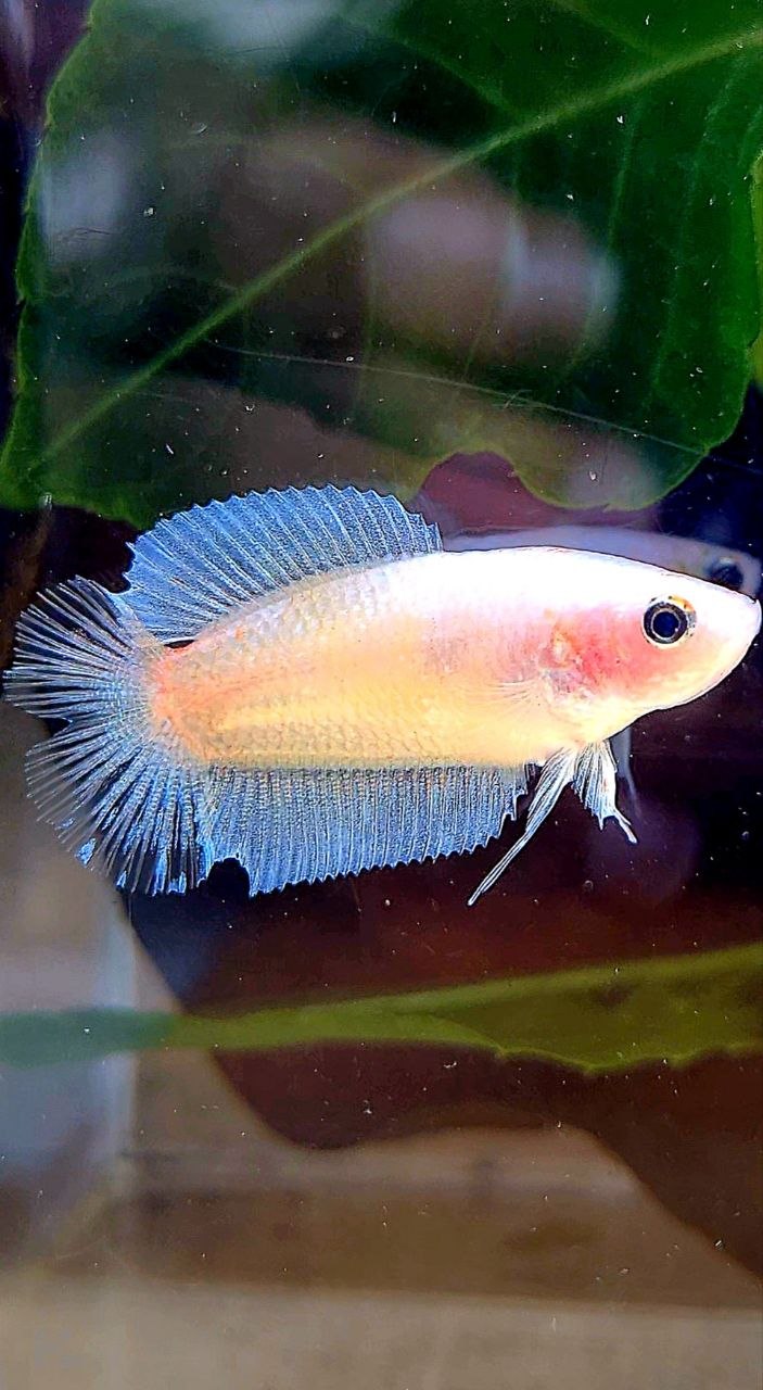 FEMALE PLAKAT DOUBLE TAIL TRANSPARENT CELLOPHANE BETTA FISH