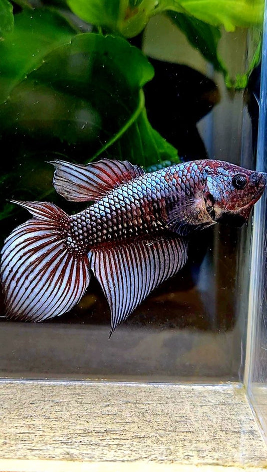 FEMALE VEILTAIL DOUBLE TAIL COPPER FANCY DARK BETTA FISH