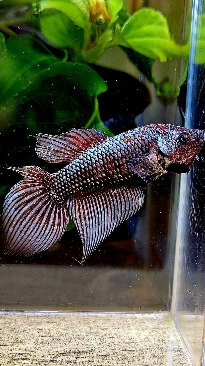 FEMALE VEILTAIL DOUBLE TAIL COPPER FANCY DARK BETTA FISH
