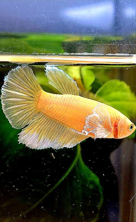 FEMALE HALFMOON BIG EAR GOLD BETTA FISH