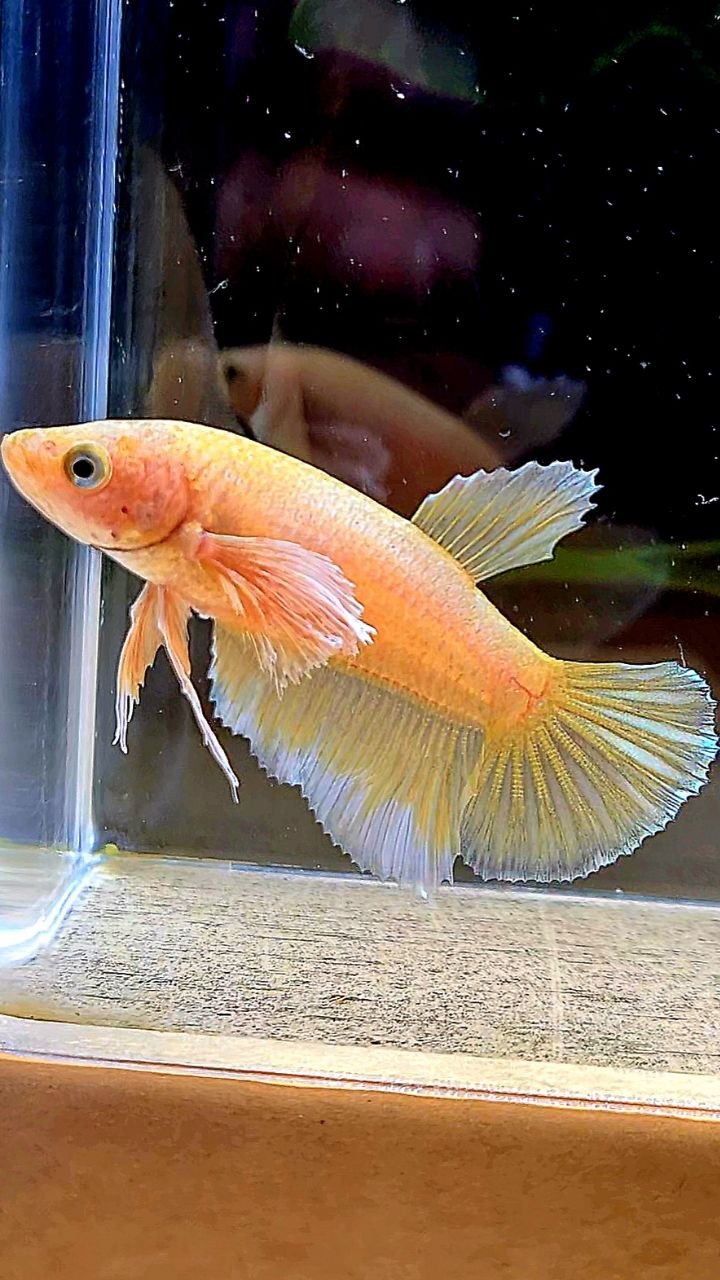 FEMALE HALFMOON BIG EAR GOLD BETTA FISH