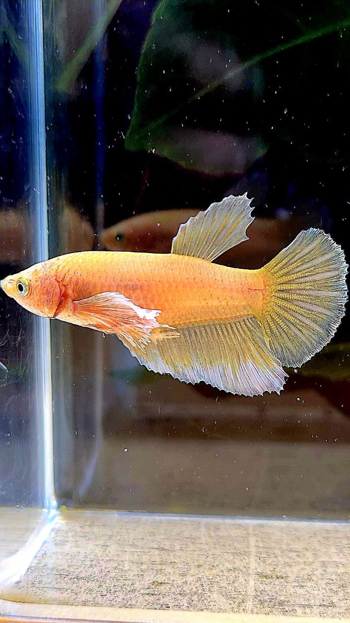 FEMALE HALFMOON BIG EAR GOLD BETTA FISH