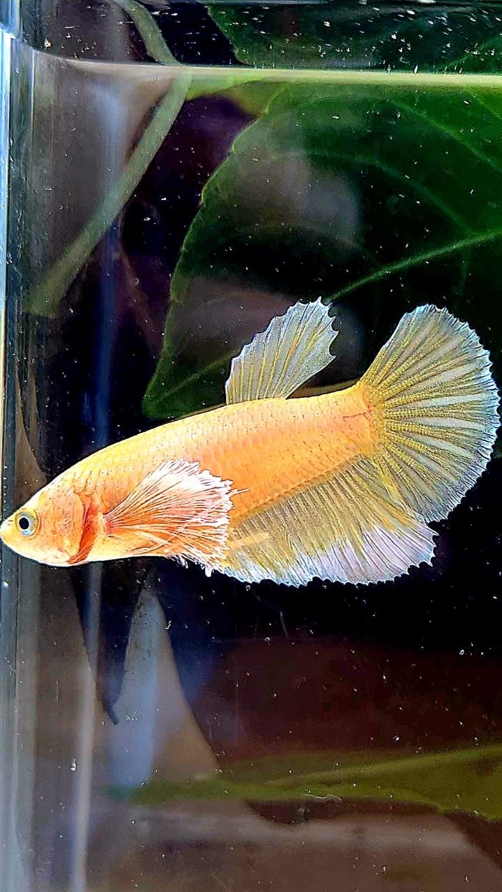 FEMALE HALFMOON BIG EAR GOLD BETTA FISH