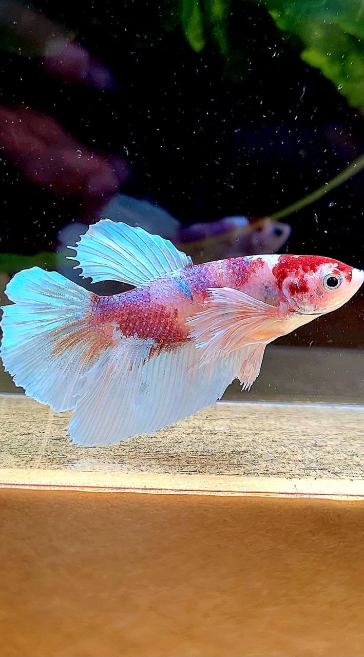 FEMALE HALFMOON DUMBO EAR WHITE RED MULTICOLOR BETTA FISH