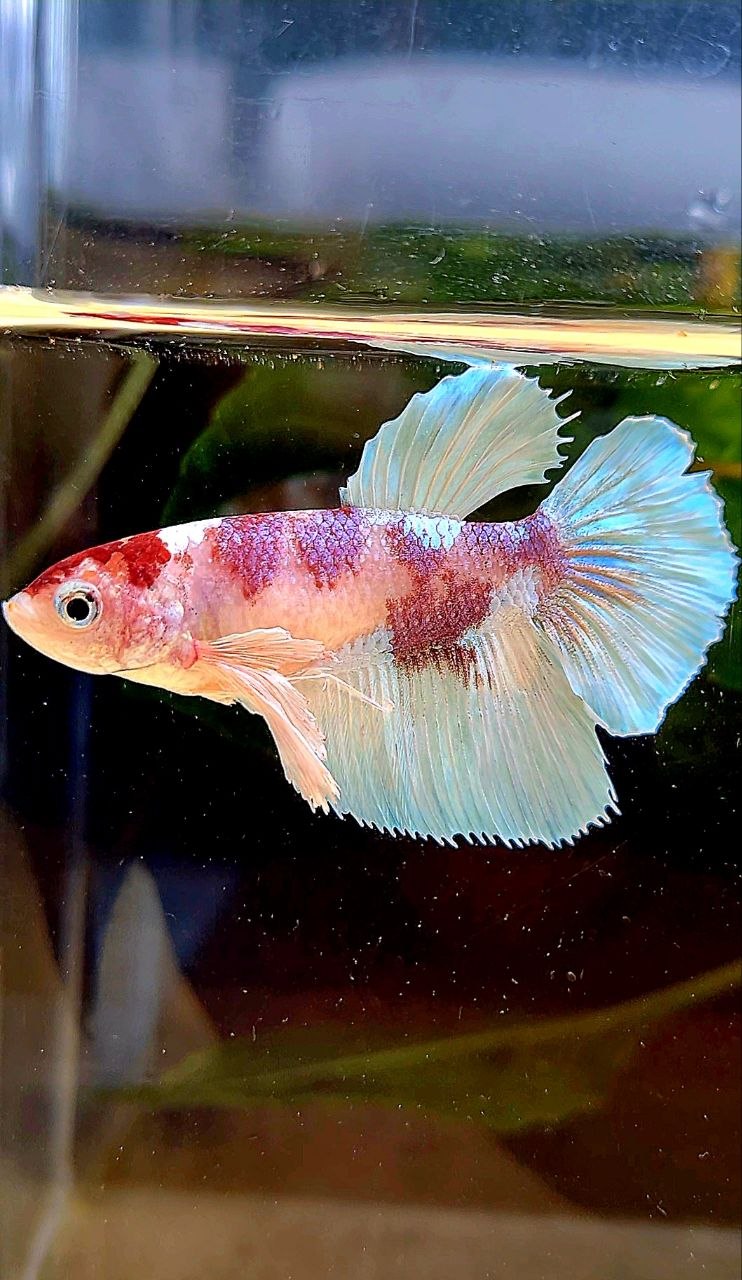 FEMALE HALFMOON DUMBO EAR WHITE RED MULTICOLOR BETTA FISH