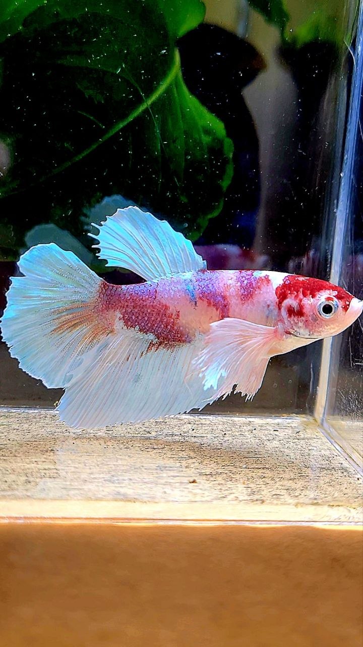 FEMALE HALFMOON DUMBO EAR WHITE RED MULTICOLOR BETTA FISH