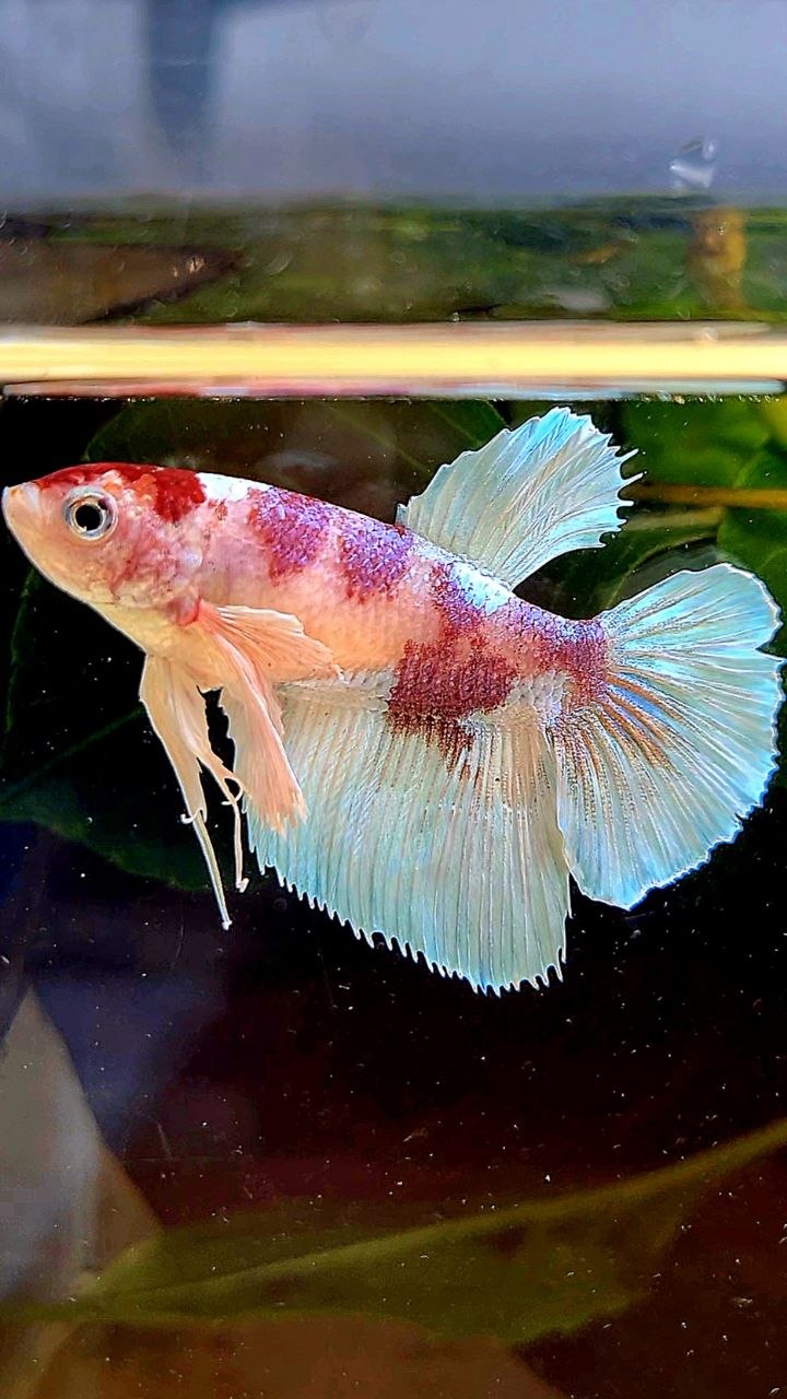 FEMALE HALFMOON DUMBO EAR WHITE RED MULTICOLOR BETTA FISH