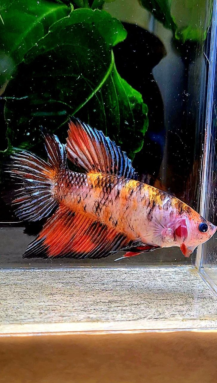 FEMALE VEILTAIL DOUBLE TAIL ORANGE BLACK COPPER MULTICOLOR BETTA FISH