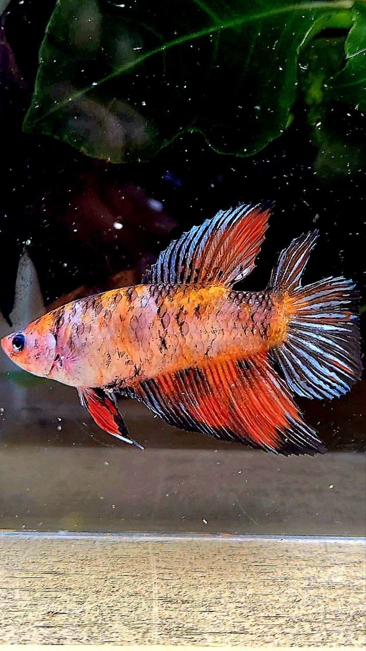 FEMALE VEILTAIL DOUBLE TAIL ORANGE BLACK COPPER MULTICOLOR BETTA FISH