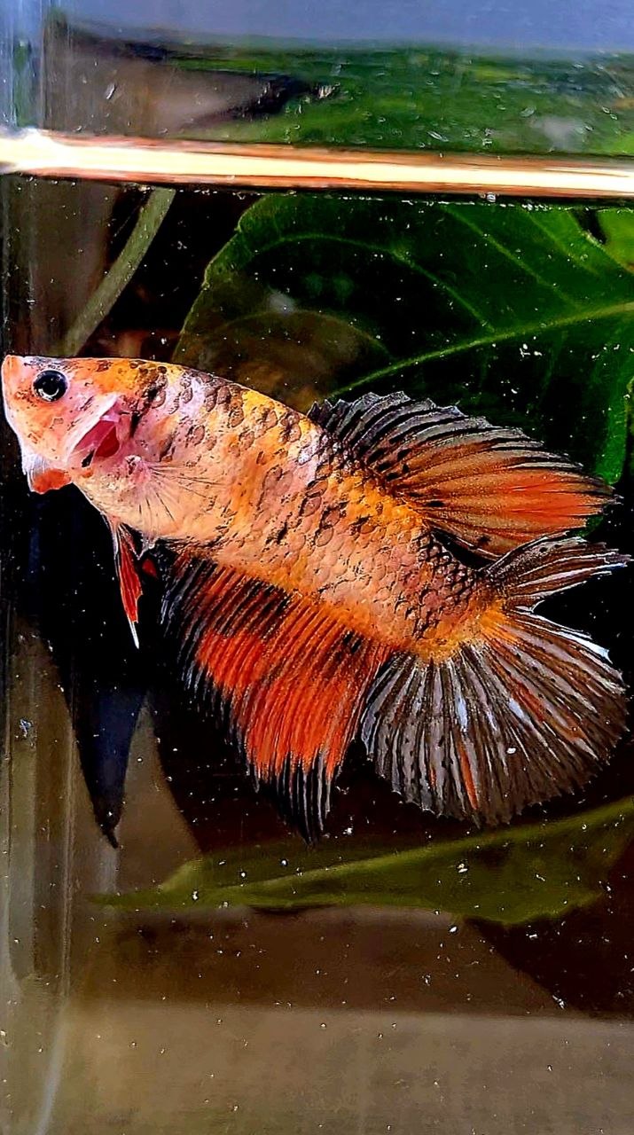 FEMALE VEILTAIL DOUBLE TAIL ORANGE BLACK COPPER MULTICOLOR BETTA FISH