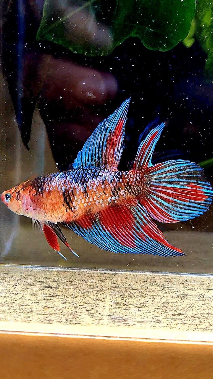 FEMALE VEILTAIL DOUBLE TAIL METALLIC MULTICOLOR BETTA FISH