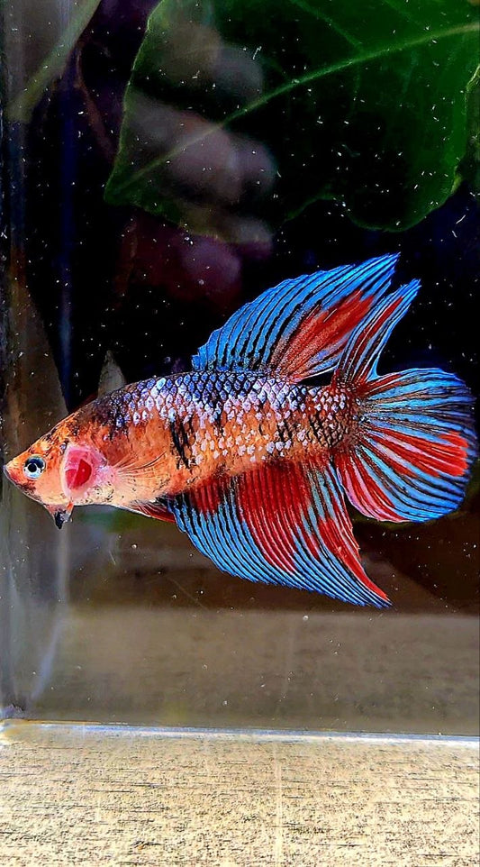 FEMALE VEILTAIL DOUBLE TAIL METALLIC MULTICOLOR BETTA FISH