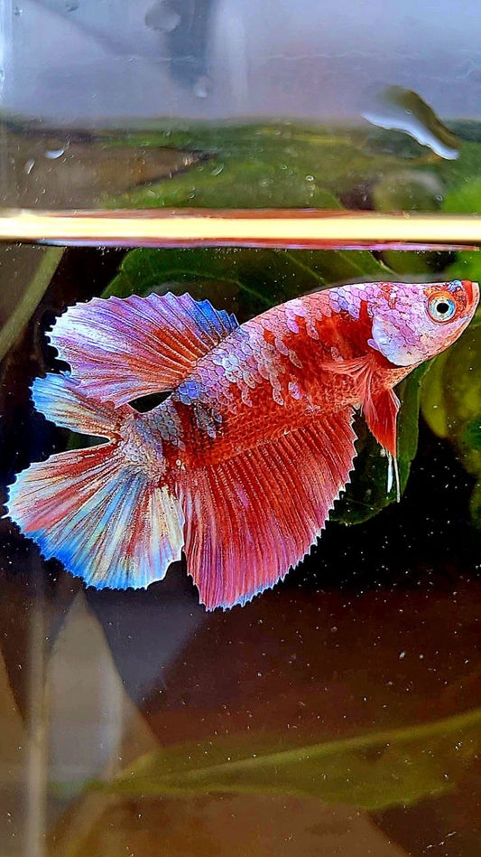 FEMALE HALFMOON DOUBLE TAIL BARONGSAI RED GALAXY MULTICOLOR BETTA FISH