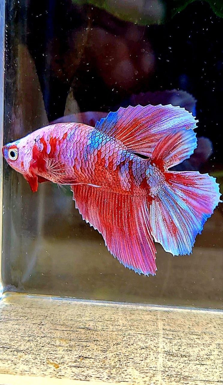 FEMALE HALFMOON DOUBLE TAIL BARONGSAI RED GALAXY MULTICOLOR BETTA FISH