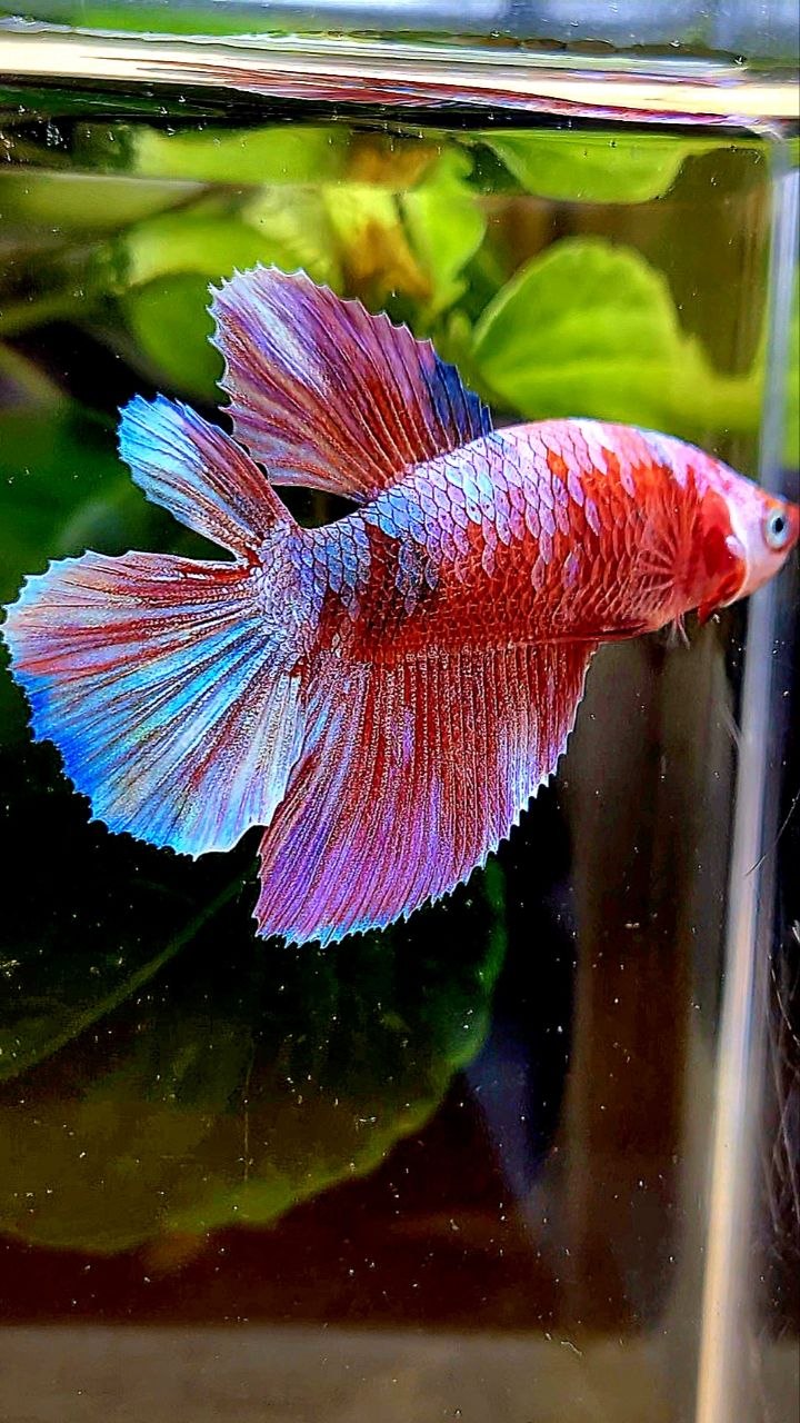 FEMALE HALFMOON DOUBLE TAIL BARONGSAI RED GALAXY MULTICOLOR BETTA FISH