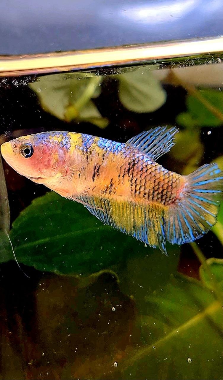 FEMALE PLAKAT YELLOW MULTICOLOR BETTA FISH