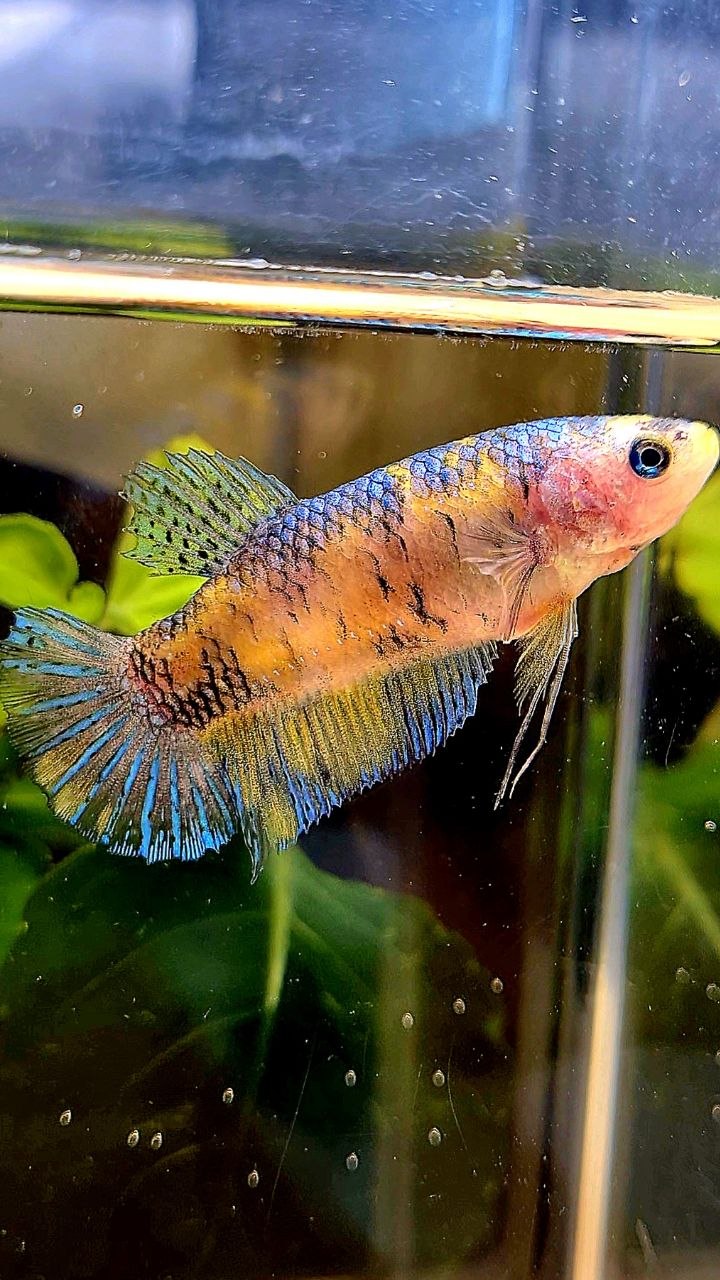 FEMALE PLAKAT YELLOW MULTICOLOR BETTA FISH