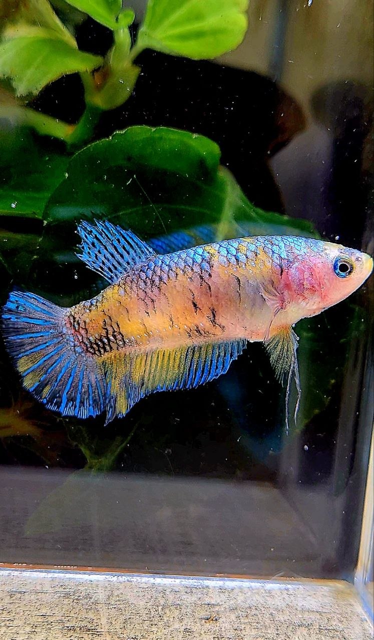 FEMALE PLAKAT YELLOW MULTICOLOR BETTA FISH