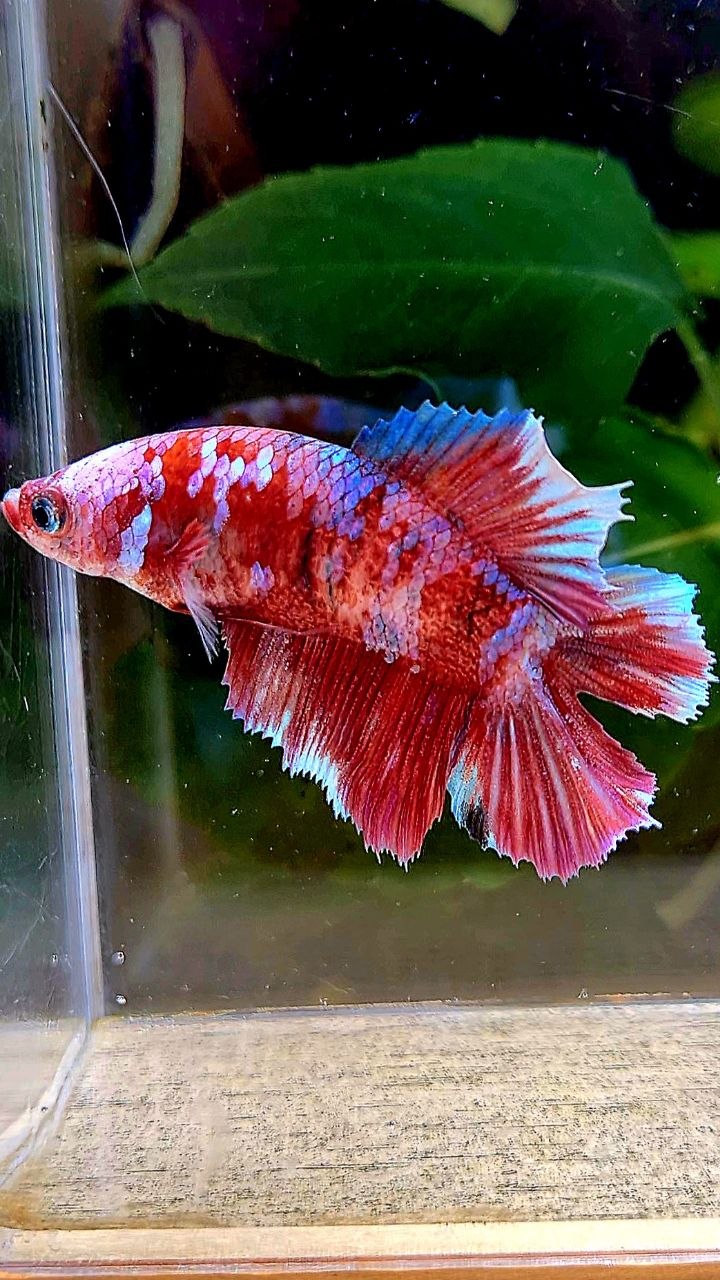 FEMALE HALFMOON DOUBLE TAIL BARONGSAI RED MULTICOLOR BETTA FISH