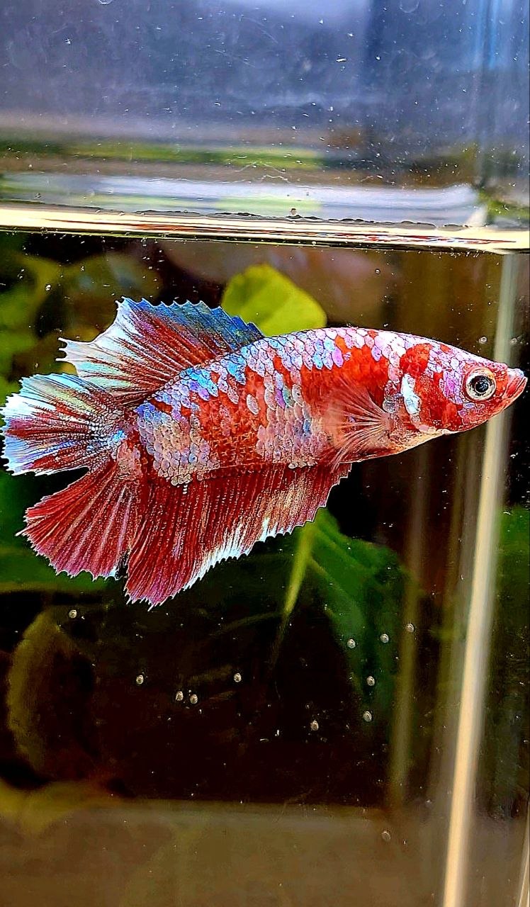 FEMALE HALFMOON DOUBLE TAIL BARONGSAI RED MULTICOLOR BETTA FISH
