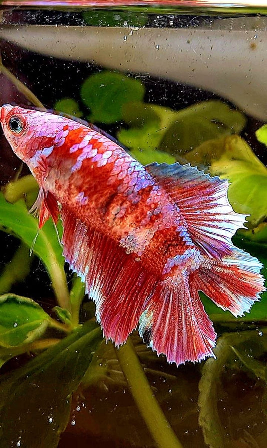 FEMALE HALFMOON DOUBLE TAIL BARONGSAI RED MULTICOLOR BETTA FISH