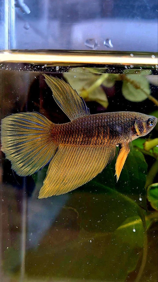 FEMALE HALFMOON BLACK YELLOW MUSTARD GAS BETTA FISH