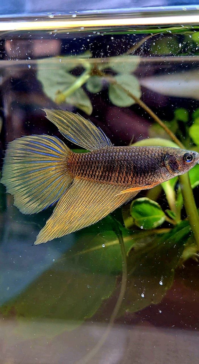 FEMALE HALFMOON BLACK YELLOW MUSTARD GAS BETTA FISH