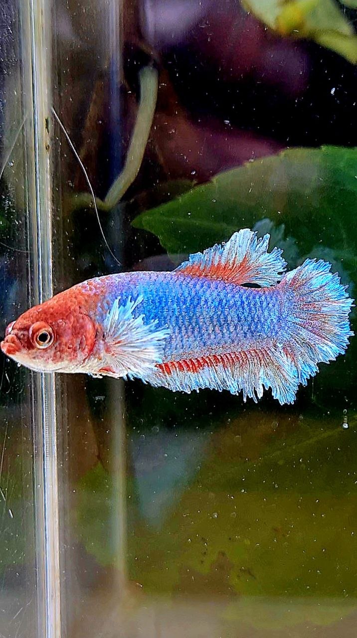 FEMALE PLAKAT BIG EAR FEATHER TAIL BLUE BETTA FISH