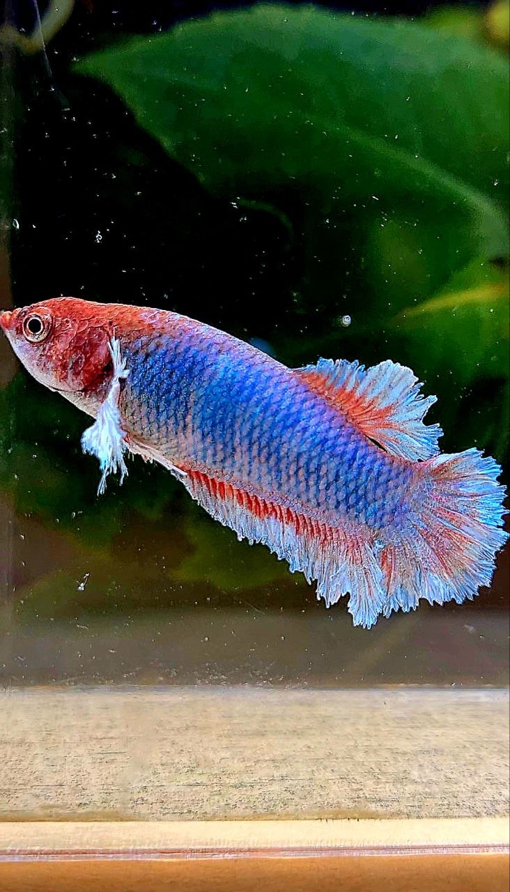 FEMALE PLAKAT BIG EAR FEATHER TAIL BLUE BETTA FISH
