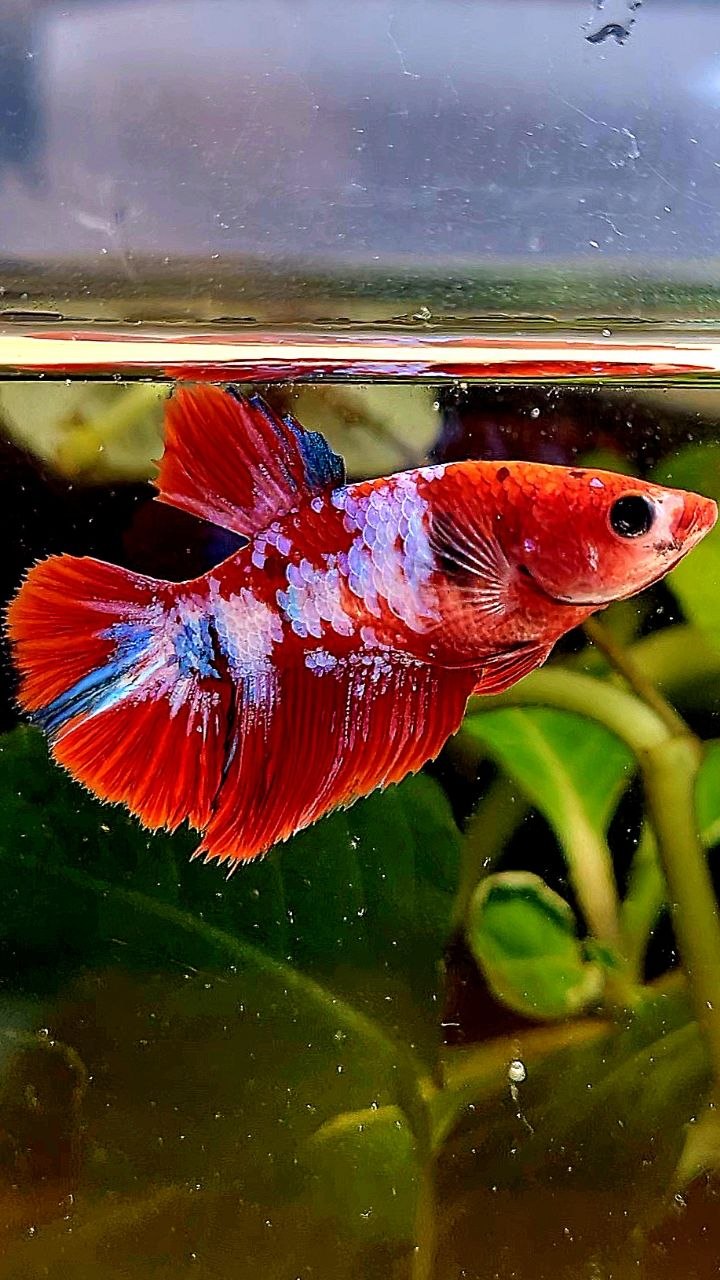 FEMALE HALFMOON RED WHITE GALAXY MULTICOLOR BETTA FISH