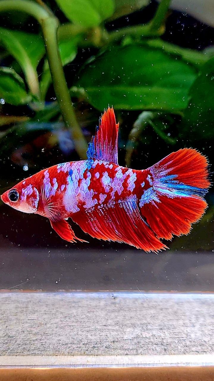 FEMALE HALFMOON RED WHITE GALAXY MULTICOLOR BETTA FISH