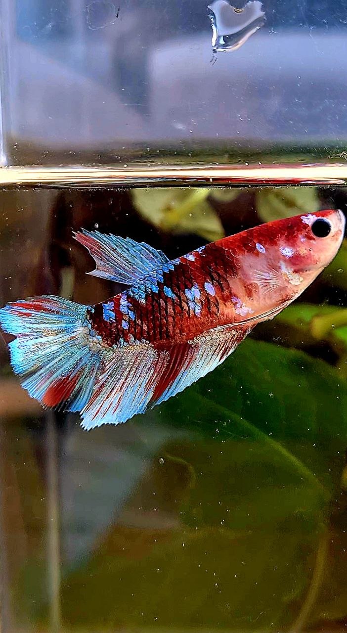 FEMALE HALFMOON RED KOI GALAXY MULTICOLOR BETTA FISH