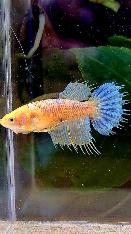 FEMALE CROWNTAIL YELLOW FANCY BETTA FISH