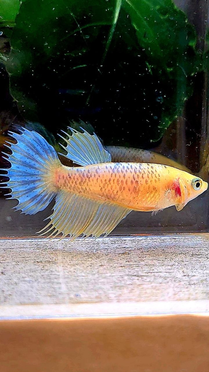 FEMALE CROWNTAIL YELLOW FANCY BETTA FISH