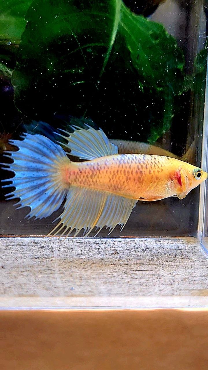FEMALE CROWNTAIL YELLOW FANCY BETTA FISH