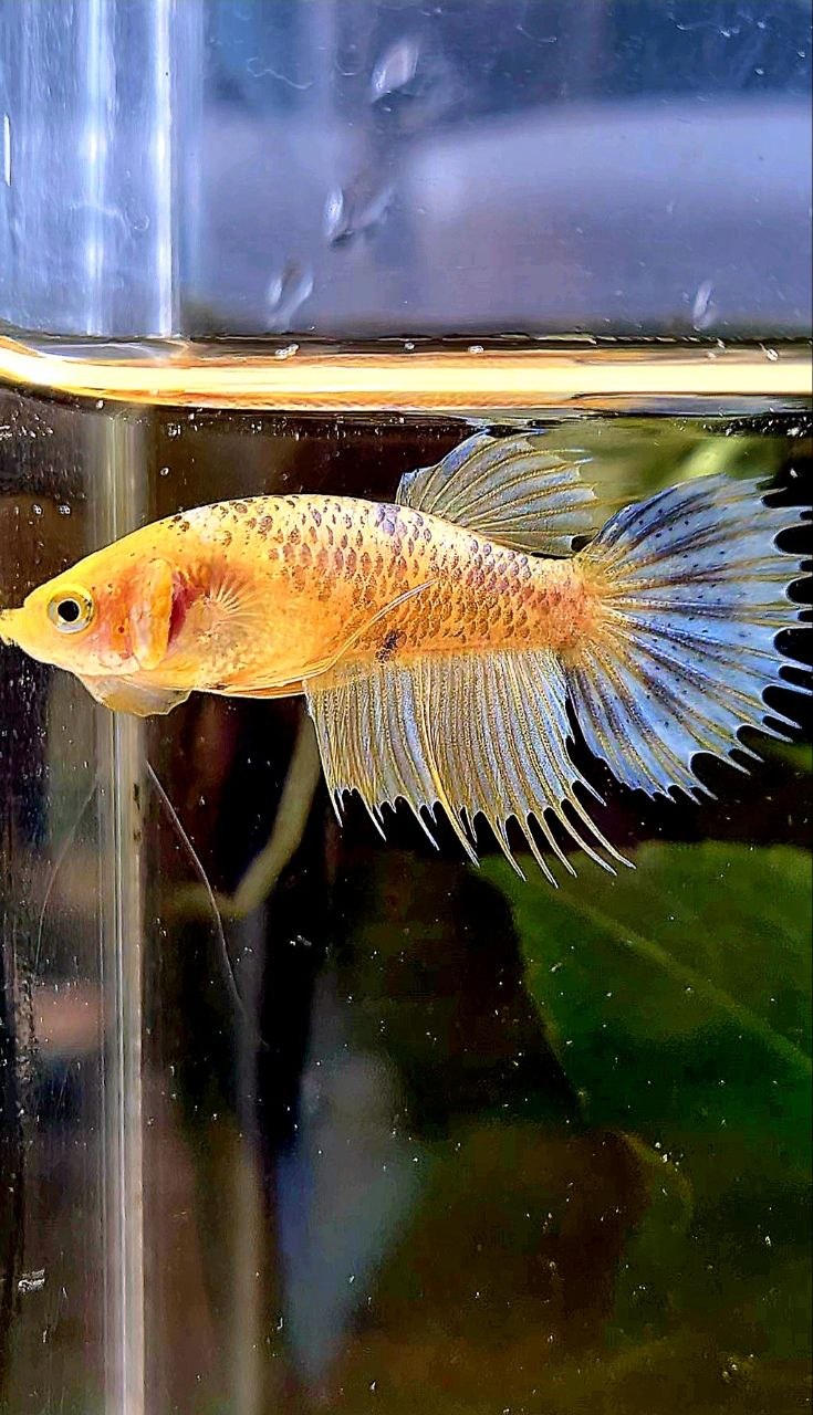 FEMALE CROWNTAIL YELLOW FANCY BETTA FISH