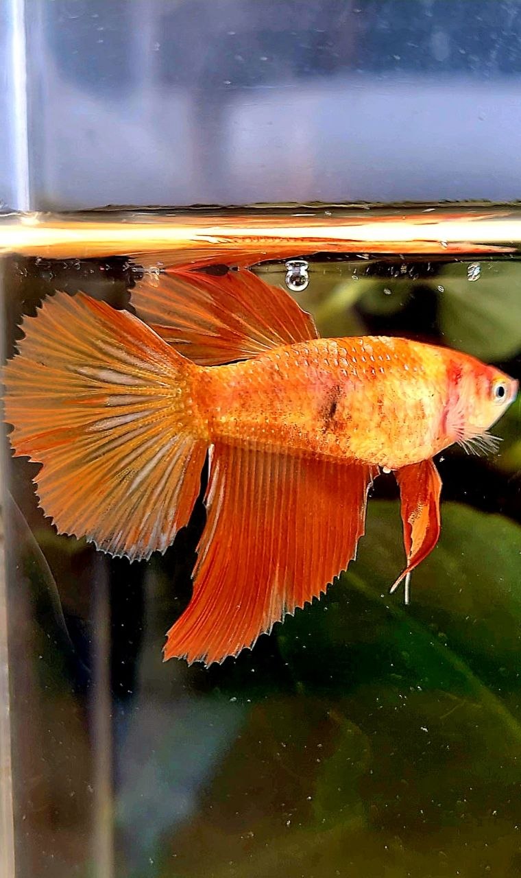 FEMALE HALFMOON LEOPARD MARBLE FIRE BETTA FISH