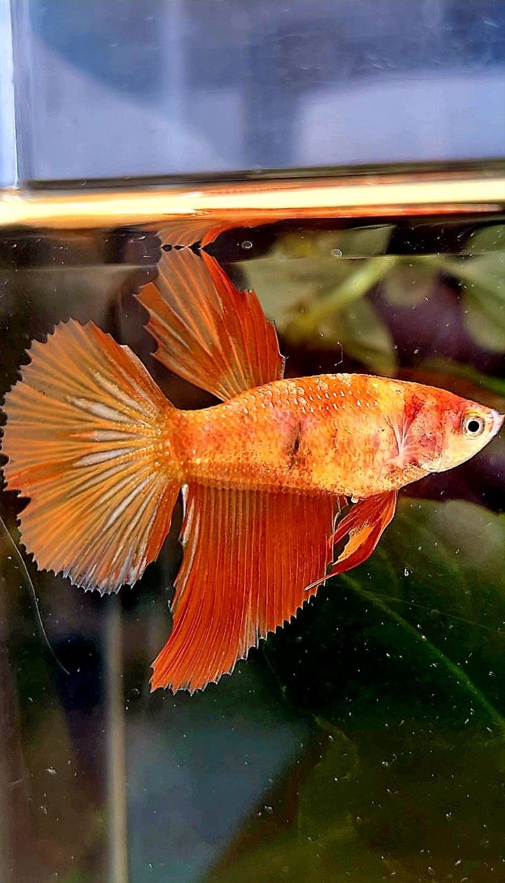 FEMALE HALFMOON LEOPARD MARBLE FIRE BETTA FISH