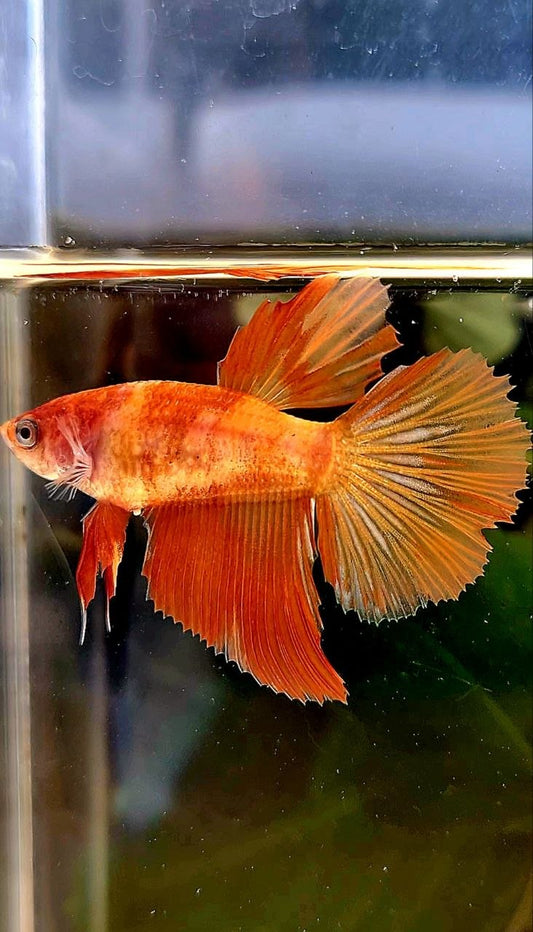 FEMALE HALFMOON LEOPARD MARBLE FIRE BETTA FISH