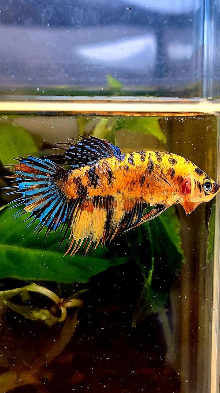 FEMALE CROWNTAIL YELLOW TIGER MULTICOLOR BETTA FISH