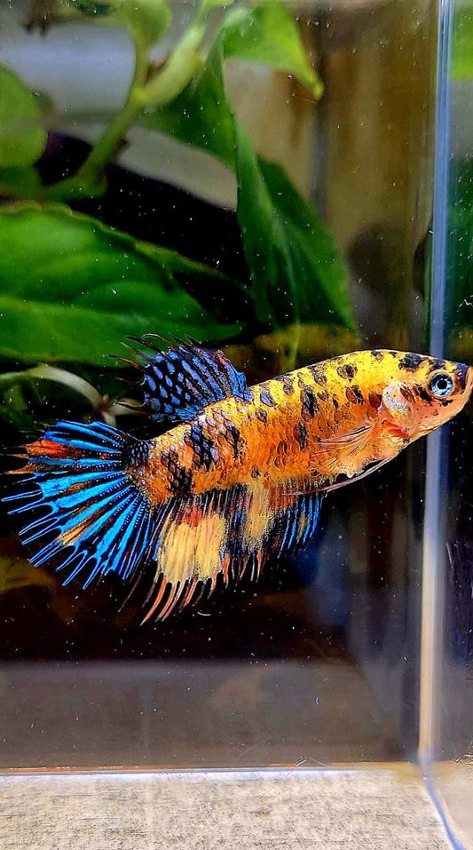 FEMALE CROWNTAIL YELLOW TIGER MULTICOLOR BETTA FISH