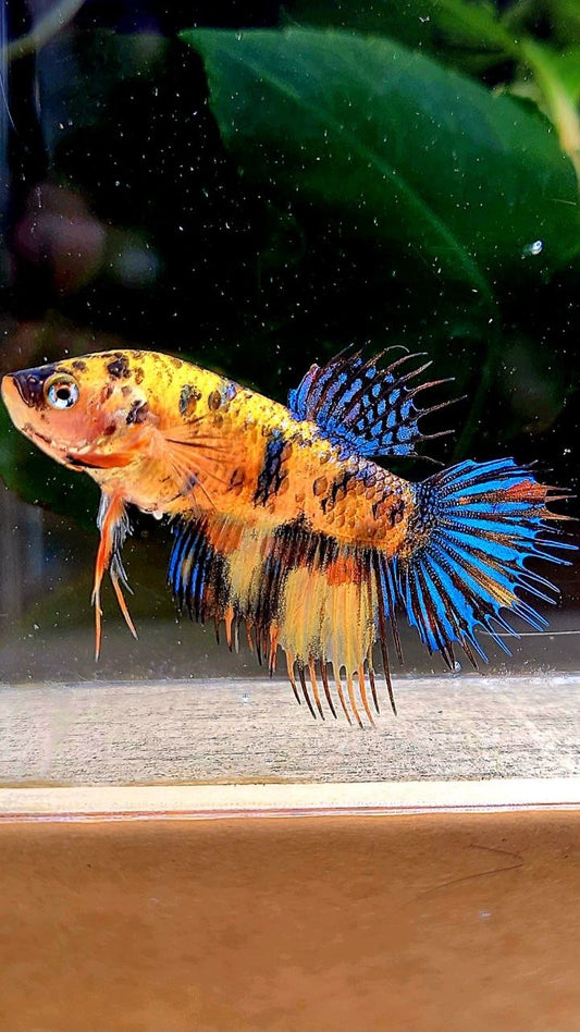 FEMALE CROWNTAIL YELLOW TIGER MULTICOLOR BETTA FISH