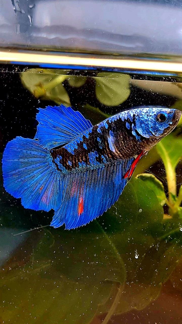FEMALE HALFMOON ROSETAIL BLACK GALAXY AVATAR BETTA FISH