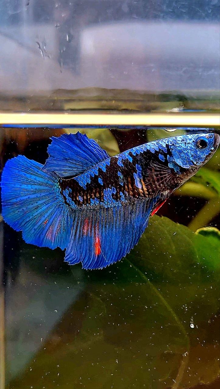 FEMALE HALFMOON ROSETAIL BLACK GALAXY AVATAR BETTA FISH