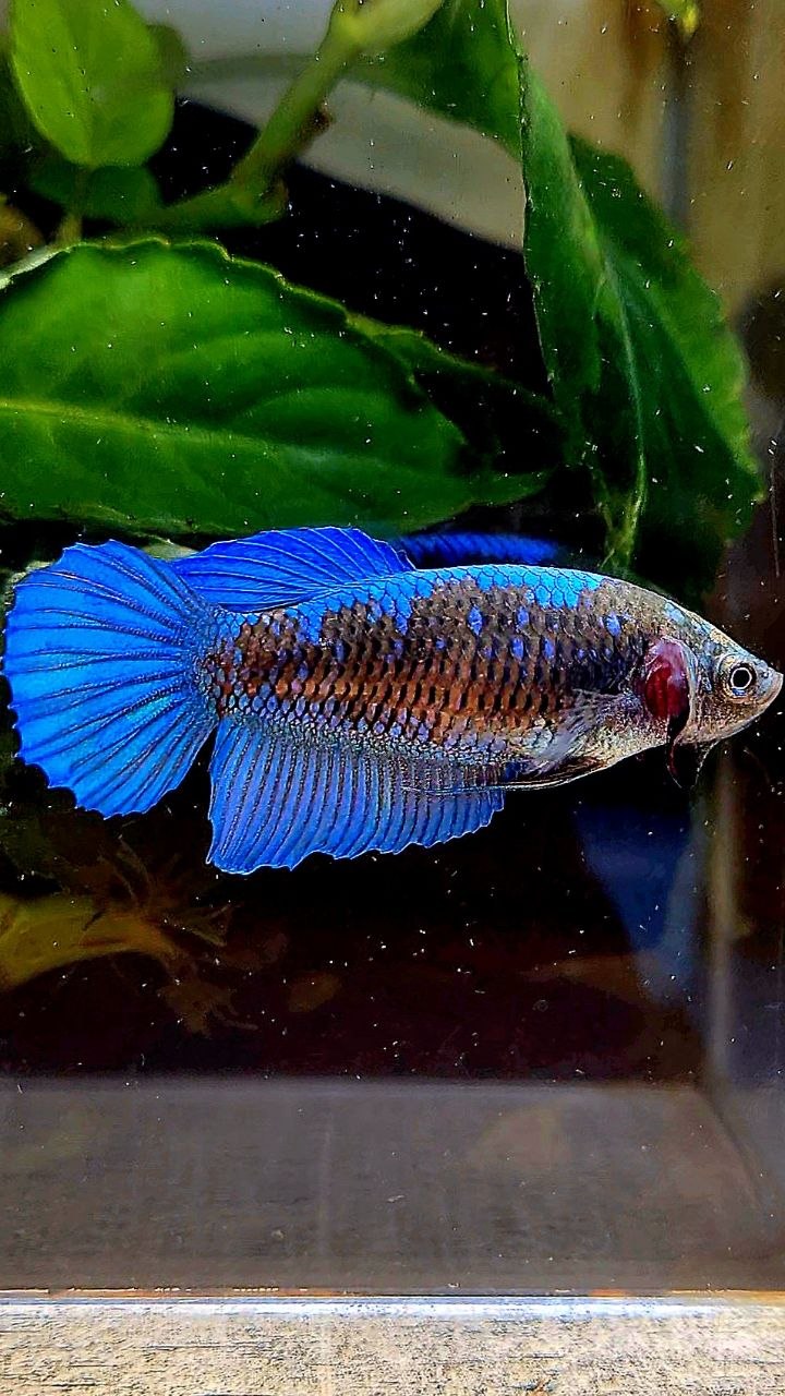 FEMALE VEILTAIL BLACK GALAXY EMERALD AVATAR BETTA FISH