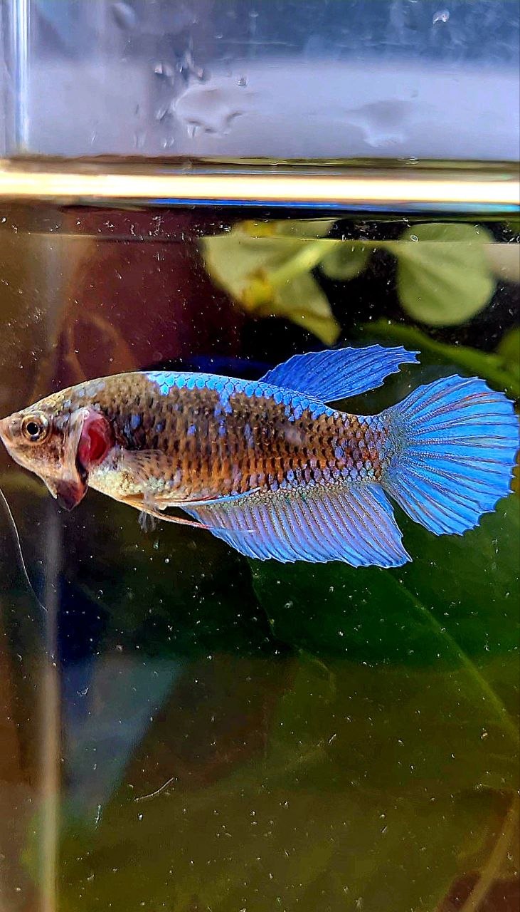 FEMALE VEILTAIL BLACK GALAXY EMERALD AVATAR BETTA FISH