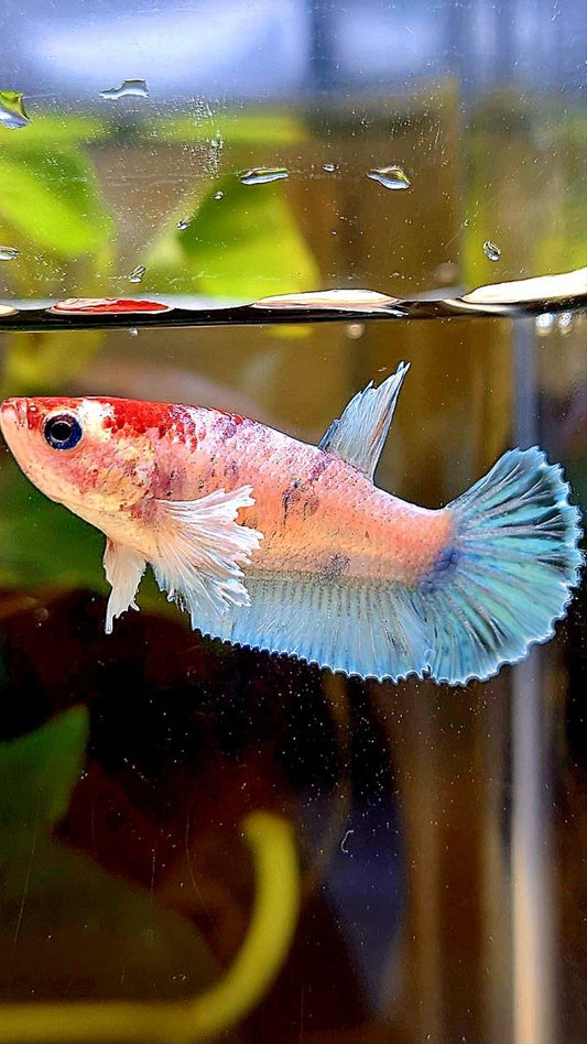 FEMALE PLAKAT BIG EAR WHITE MULTICOLOR CELLOPHANE BETTA FISH
